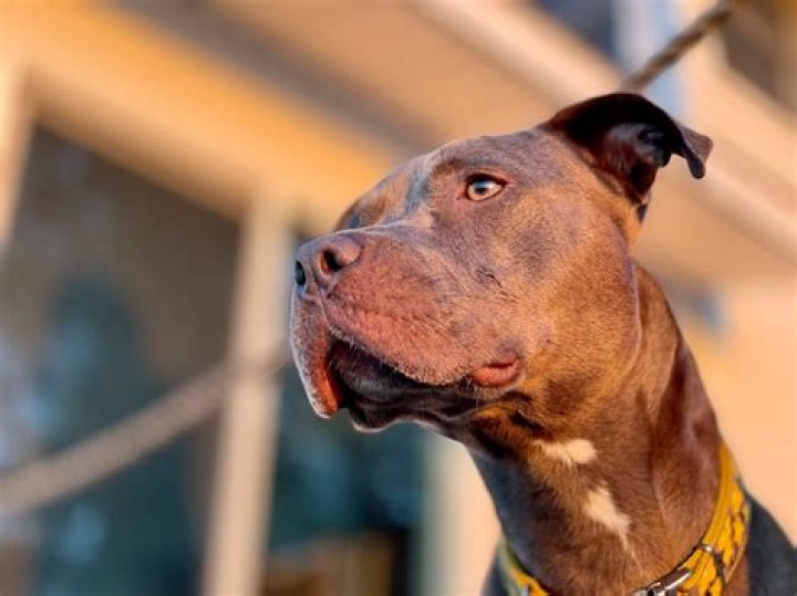 15 People In Boston Watch Boy, 7, Get Mauled To Death By Pit Bulls: ‘No One Knew What To Do’