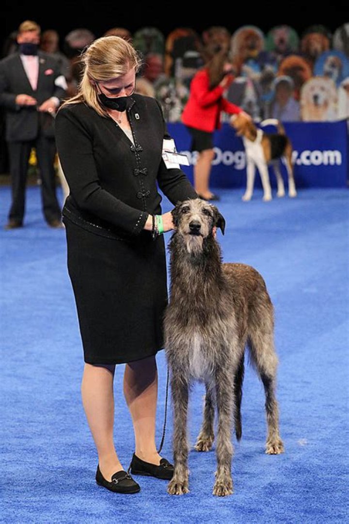 Claire The Scottish Deerhound Is Best In Show – Hollywood Life