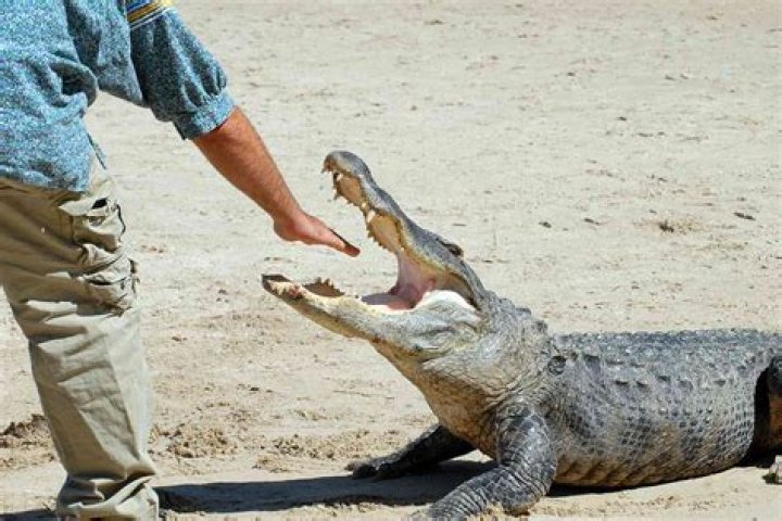 Disney Alligator Attack: First Photo Of Adorable Boy, 2, Killed By Gator Released