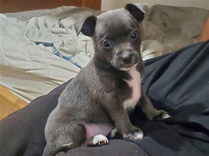 Gets Teacup Chihuahua 1 Year After Tinkerbell’s Death — Pic – Hollywood Life