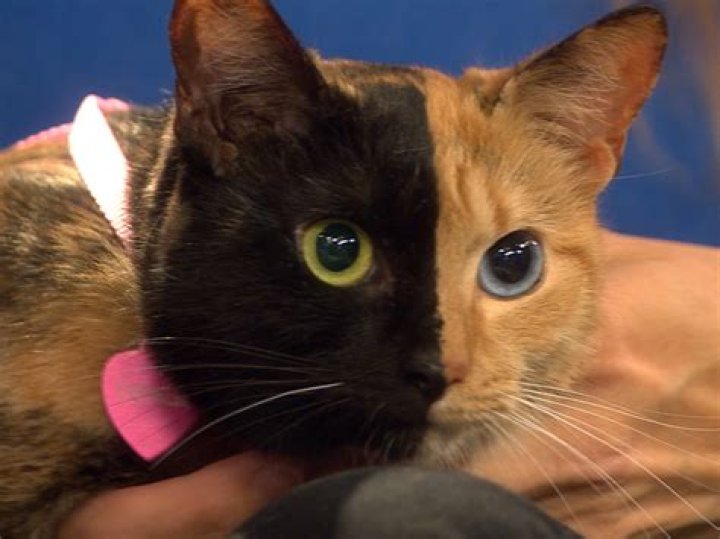 Grafton, Massachusetts: Frank & Louie, The Two-Faced Cat, Dies At 15