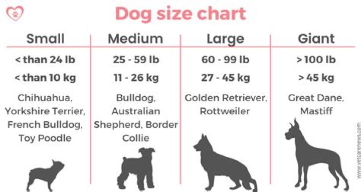 How Getting A Dog Helped Me Lose 10 Pounds