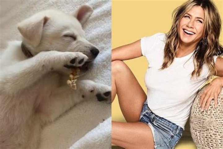 Jennifer Aniston Adopts Adorable Puppy & Reveals He Fell Asleep With A Bone In His Mouth
