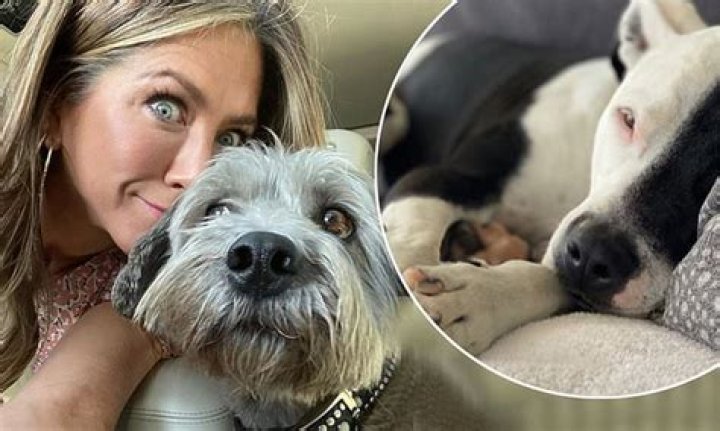 Jennifer Aniston’s 2 Adorable Dogs Are ‘Exhausted’ & She Shares The At-Home Pics