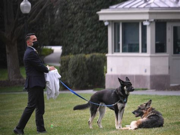 Joe Biden’s Dogs Kicked Out Of White House After Alleged Biting Incident — Report