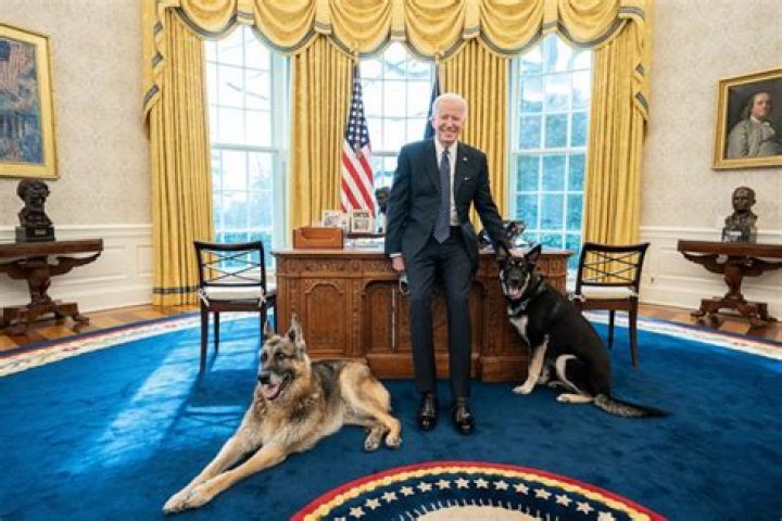 Joe Biden’s Dogs, Major & Champ, 1st Spotted & Heard Barking After Their Move To White House