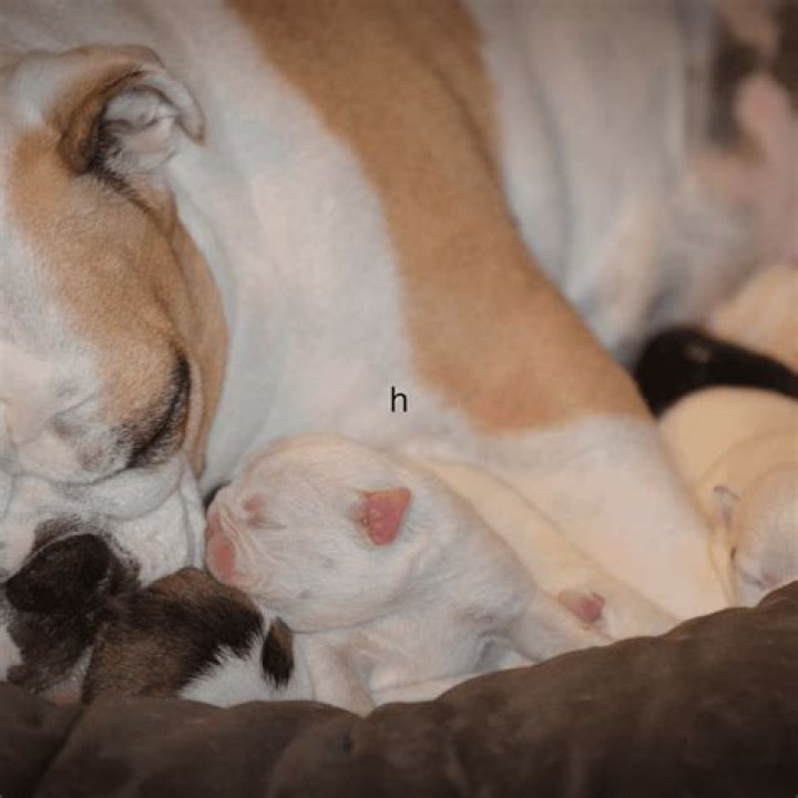 Kaia Gerber Shows Off Precious Puppies She’s Fostering While In Quarantine: See Pics