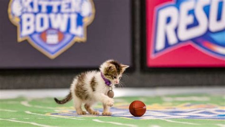 Kitten Bowl 2016 — See Pics