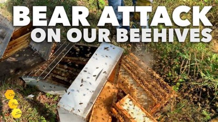 Kyle Richards Is Hospitalized After Terrifying Bee Attack & Multiple Stings: ‘They Were Chasing Me’