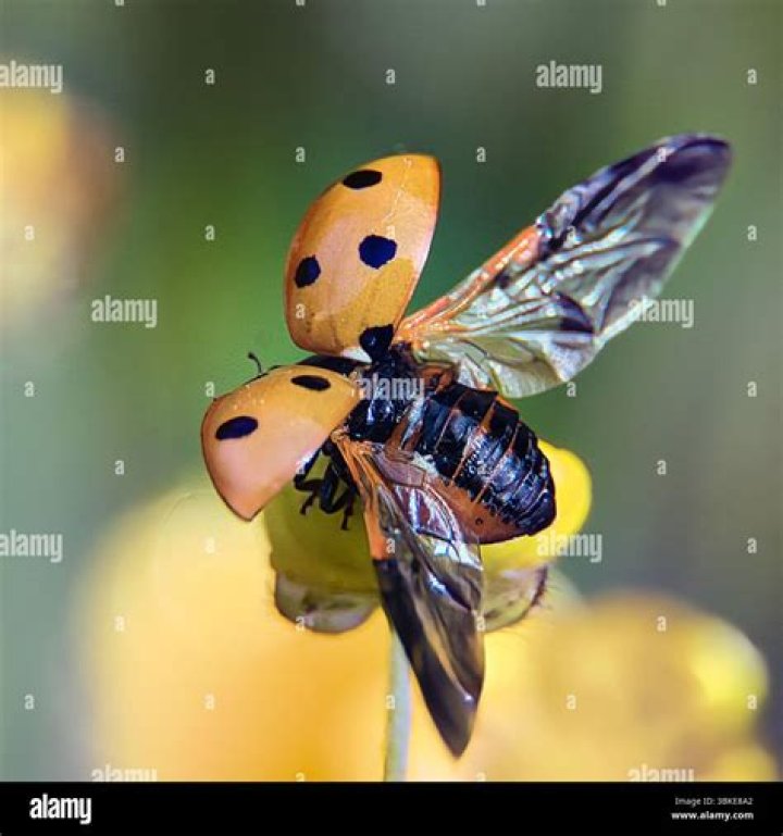Lady Bird — PICS