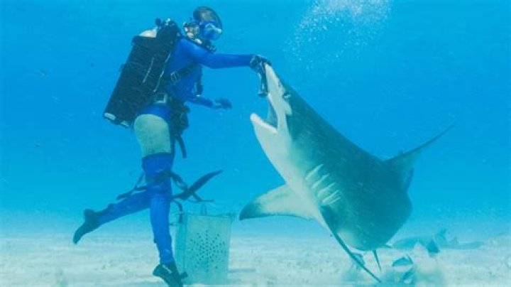 Mark Cuban & The Sharks Dance In Exclusive Preview – Hollywood Life