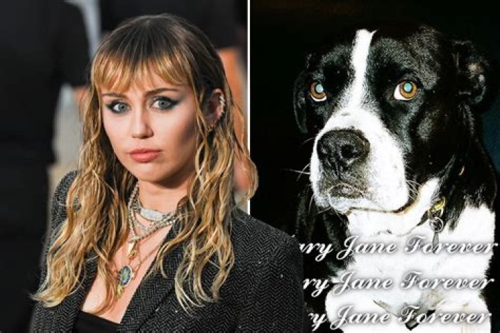 Miley Cyrus Ziggy Killed Lila — Tish Cyrus Blogs Truth Behind Dog Death – Hollywood Life