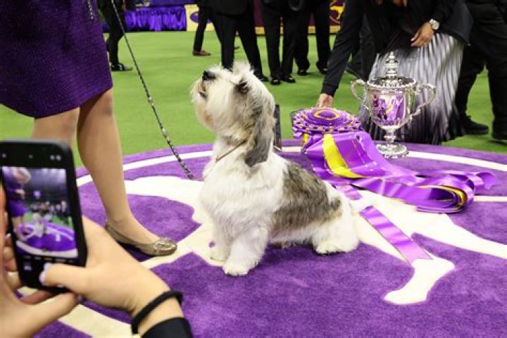 National Dog Show — PICS