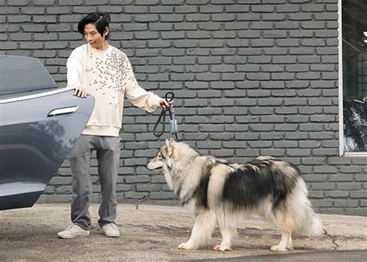 Pax Jolie Pitt, 19, Spotted Out With His Adorable Dog: Photos