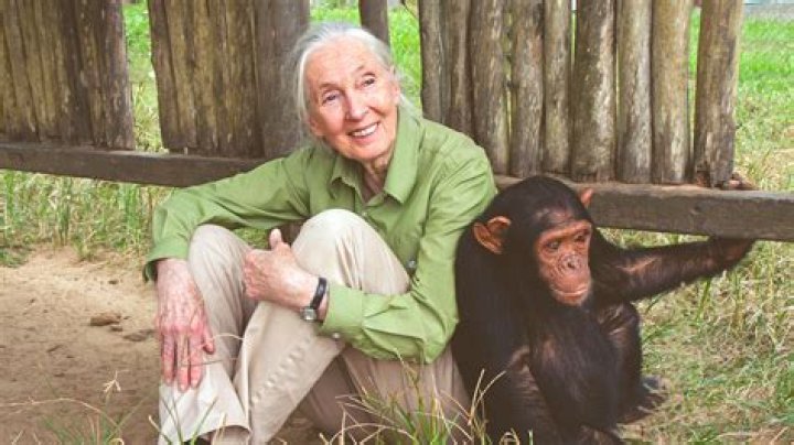 Pics Of The Famous Primatologist – Hollywood Life