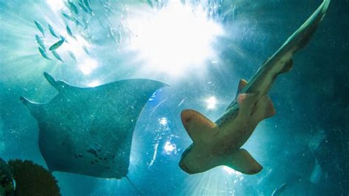 Pregnant Stingray Charlotte Dies in North Carolina Aquarium