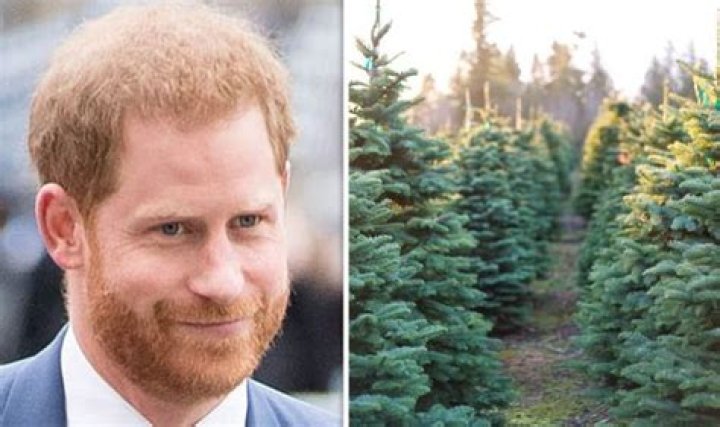 Prince Harry Reportedly Mistaken For Christmas Tree Salesman While Holiday Shopping With Meghan Markle