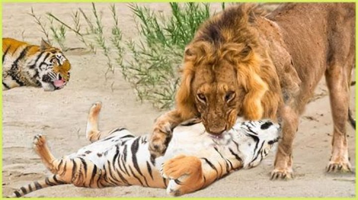 Royalty Brown, 7, Fearlessly Swims With & Pets A Tiger In New Video — Watch