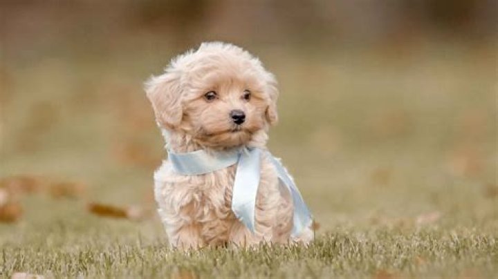 Selena Gomez Adopts Adorable Second Puppy While Self Isolating & She’s The Cutest Dog Ever