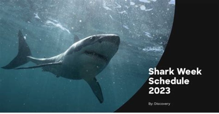Shark Week 2014 Fashion: Celebrate With These Fashionable Finds