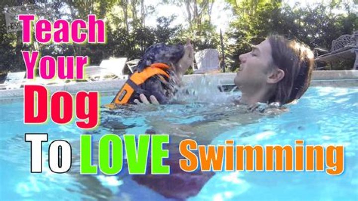 Teach Your Dog How To Swim & More Tips For Pet Owners This Summer