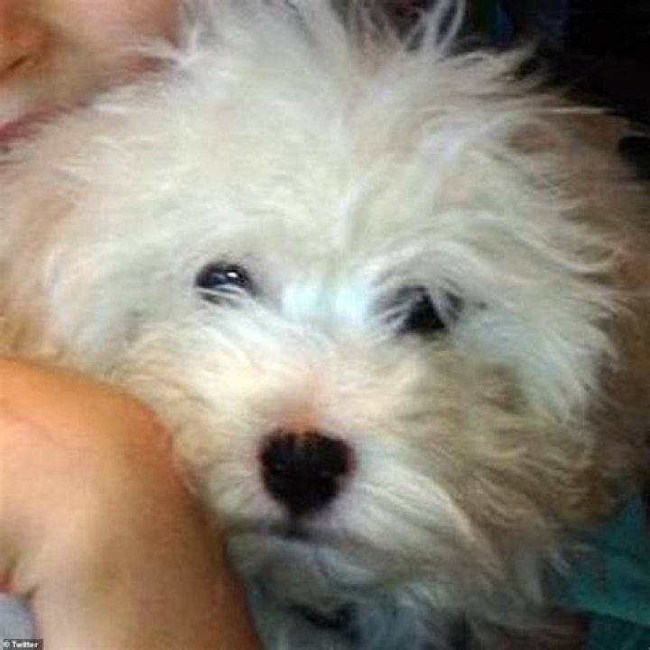 Ted Cruz Reportedly Left Dog Snowflake Home In ‘Freezing’ Home While Family Went To Cancun