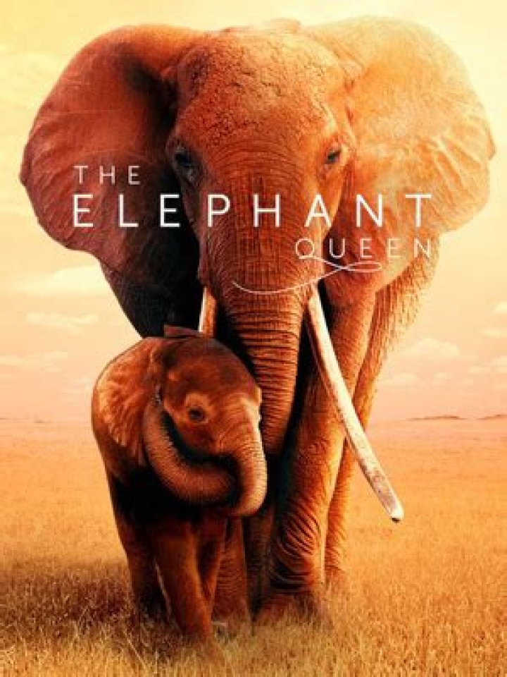 ‘The Elephant Queen’ — Photos