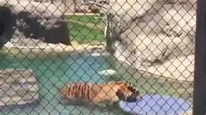 Tyga Deadbeat Dad To Tiger — Abandons ‘Pet’ At Non-Profit Rescue Center
