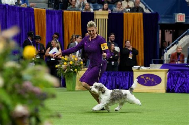 Westminster Dog Show 2016 — Pics Of The Pups