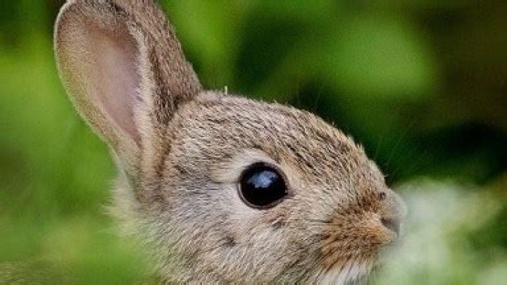 What Is Rabbit Rabbit? 5 Facts About Superstition For Good Luck – Hollywood Life